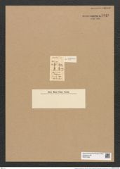 Plagiogramma inqequale Grev. (de-Toni-Nr.: Genus 83, Species 2921) Zeichnungen Sammlung Grunow Nr. 5910 (NHMW-BOT-W0374369)